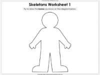 Skeletons - Worksheet