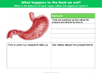 Stomach - Research sheet