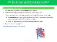 How important is the heart - Info sheet