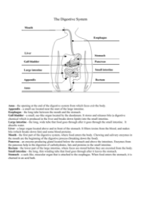 Human Body Systems - Digestive System Diagram Worksheet with Answers