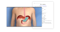 The Human Digestive System