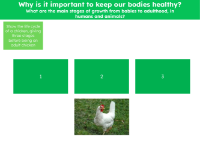 Life cycle of a chicken - Worksheet