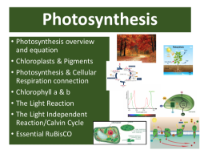 Photosynthesis - Student Presentation