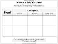 Plants and Water - Worksheet