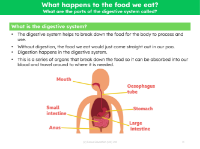 What is the digestive system? - Info sheet