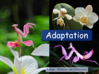 Adaption - Presentation