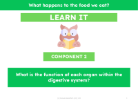 What is the function of each organ within the digestive system? - Presentation