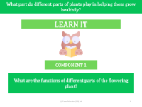 What are the functions of different parts of the flowering plant? - presentation