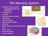 The Nervous System - Teaching Presentation