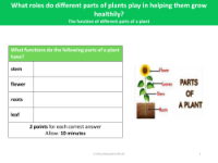 The function of different parts of a plant - explanation activity - worksheet