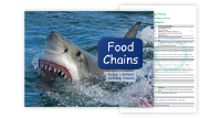 3. Food Chains