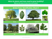 British Trees: Identification: sheet 2 - Plants - Year 2