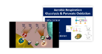 Glycolysis and Pyruvate Oxidation