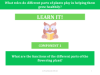 What are the functions of different parts of the flowering plant? - presentation
