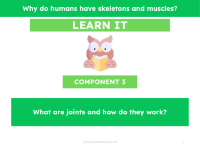 What are joints and how do they work? - Presentation