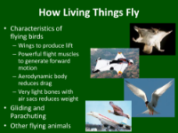 How Living Things Fly - Student Presentation