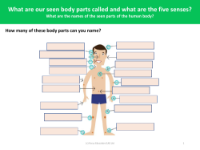 How many body parts can you name? - Worksheet