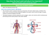 Circulatory system - Info sheet