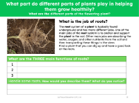 What is the job of roots? - worksheet